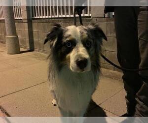 Australian Shepherd Dogs for adoption in Pasadena, CA, USA