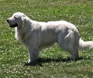 Father of the English Cream Golden Retriever puppies born on 06/17/2026