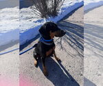 Small #3 Doberman Pinscher