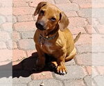 Small #1 Dachshund Mix