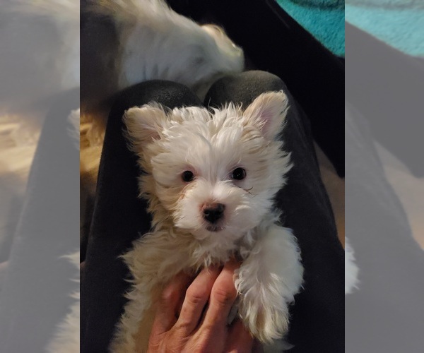 Medium Photo #1 Yoranian Puppy For Sale in COLUMBUS, OH, USA