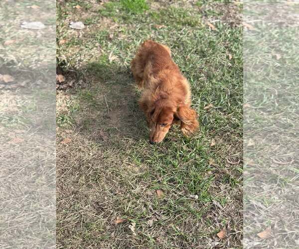 Medium Photo #4 Dachshund Puppy For Sale in Gulfport, MI, USA