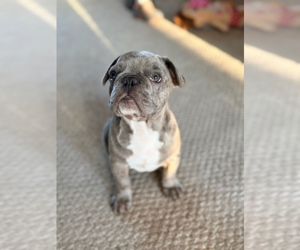 Medium Photo #5 French Bulldog Puppy For Sale in SACRAMENTO, CA, USA