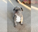 Small #4 French Bulldog