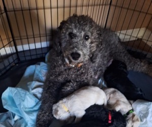 Mother of the Goldendoodle puppies born on 07/09/2026
