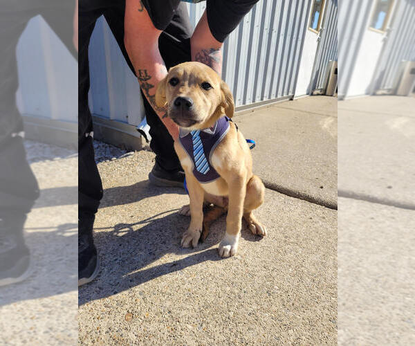 Medium Photo #2 American Pit Bull Terrier-Unknown Mix Puppy For Sale in Linton, IN, USA