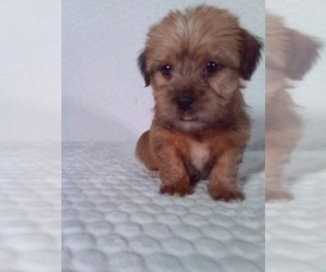 Shorkie Tzu Puppy for Sale in SUGARCREEK, Ohio USA