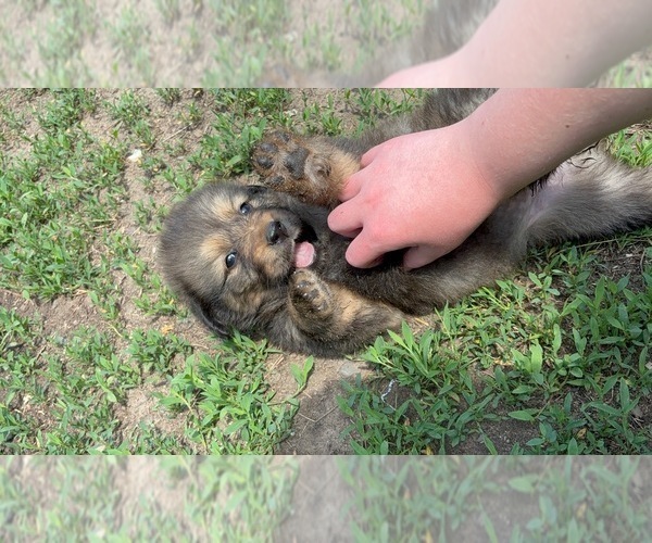 Medium Photo #1 Tibetan Mastiff Puppy For Sale in PRINCETON, MN, USA