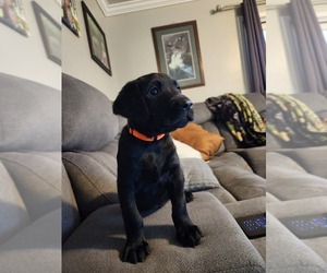 Labrador Retriever Puppy for Sale in CHAUMONT, New York USA