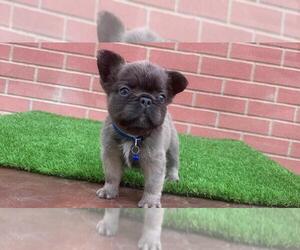 French Bulldog Puppy for sale in NEW LISBON, NJ, USA