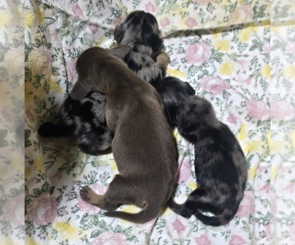 Medium Photo #3 Dachshund Puppy For Sale in LOCKWOOD, MO, USA