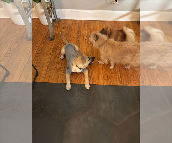 Medium Photo #4 Mutt Puppy For Sale in Holly Springs, NC, USA