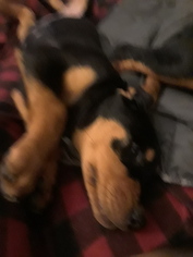 Rottweiler Puppy for sale in FLINT, MI, USA