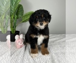 Small #4 Bernedoodle (Miniature)