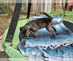 Small #8 Labrador Retriever Mix