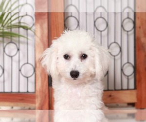 Bichon Frise Puppy for sale in NAPLES, FL, USA