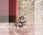 Small Photo #4 French Bulldog Puppy For Sale in KENNESAW, GA, USA