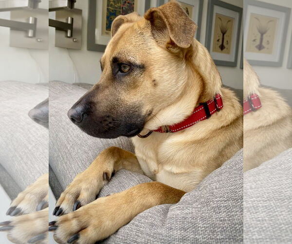 Medium Photo #4 Black Mouth Cur-Pug Mix Puppy For Sale in Dumont, NJ, USA