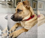 Small #3 Black Mouth Cur-Pug Mix