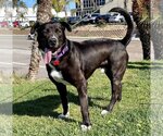 Small #1 Labrador Retriever Mix