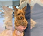 Small Mutt
