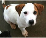Small #8 Greyhound-Labrador Retriever Mix