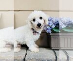 Small Photo #2 Bichon Frise Puppy For Sale in Sioux Falls, SD, USA