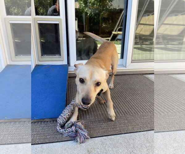 Medium Photo #2 Mutt Puppy For Sale in Davis, CA, USA