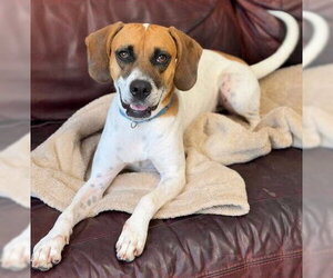 Emily - Female Mutt Dog for Adoption - Photo #2