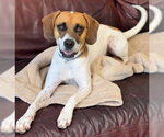 Small Photo #2 Mutt Puppy For Sale in North Myrtle Beach, SC, USA