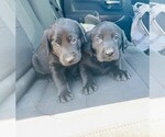 Small Photo #4 Labrador Retriever Puppy For Sale in BLACK FOREST, CO, USA