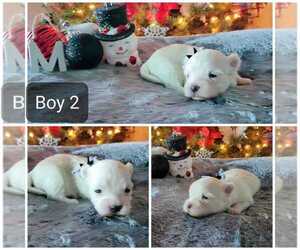 Maltese Puppy for sale in BROWNSVILLE, TX, USA