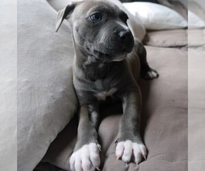 American Pit Bull Terrier Puppy for sale in DAY, FL, USA