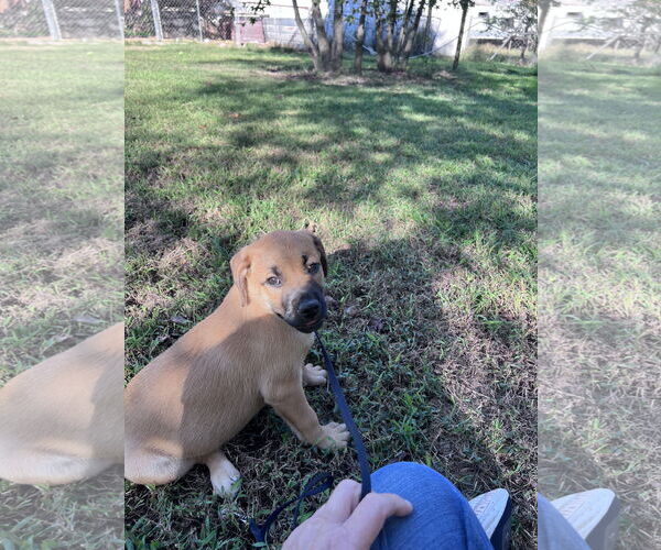 Medium Photo #5 Labrador Retriever-Unknown Mix Puppy For Sale in Crossville, AL, USA
