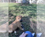 Small #4 Labrador Retriever Mix