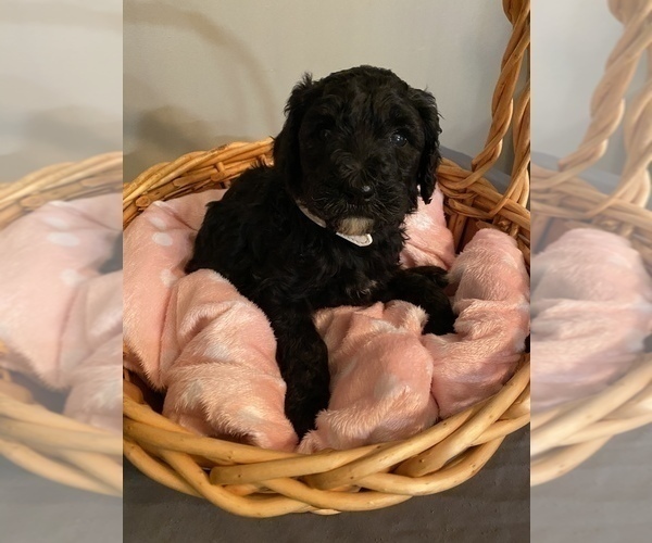 Medium Photo #5 Sheepadoodle Puppy For Sale in ANDERSON, IN, USA