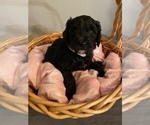 Small Photo #5 Sheepadoodle Puppy For Sale in ANDERSON, IN, USA