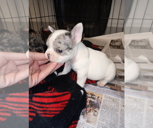 French Bulldog Puppy for sale in LAMAR, MS, USA