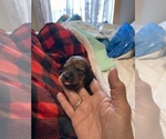 Puppy Puppy 5 Dachshund
