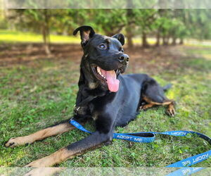 Rottweiler-Unknown Mix Dogs for adoption in New London, WI, USA