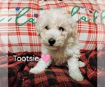 Puppy Tootsie Goldendoodle-Poodle (Miniature) Mix