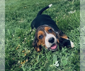 Basset Hound Puppy for sale in CALHAN, CO, USA