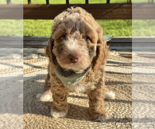 Medium Photo #12 Goldendoodle (Miniature) Puppy For Sale in OWENSBORO, KY, USA