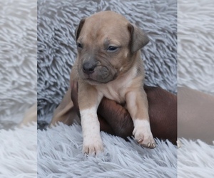 American Bully Puppy for sale in CHAMPAIGN, IL, USA