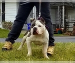 Small Photo #11 American Bully Puppy For Sale in WEST YORK, PA, USA
