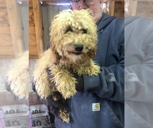 Cavapoo Puppy for Sale in SAINT LOUIS, Michigan USA