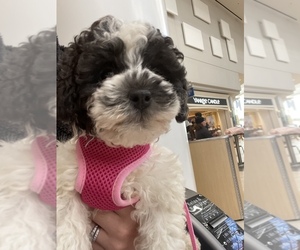 Poodle (Toy) Puppy for sale in CHESAPEAKE, VA, USA