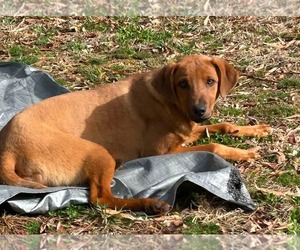 Professor Red - Male Labrador Retriever-Unknown Mix Dog for Adoption - Photo #23