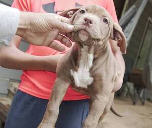 American Bully Puppy for Sale in CONYERS, Georgia USA