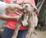 Small American Bully